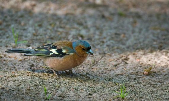 A chaffinch bird is foraging for food on the forest ground, showcasing its vibrant feathers.